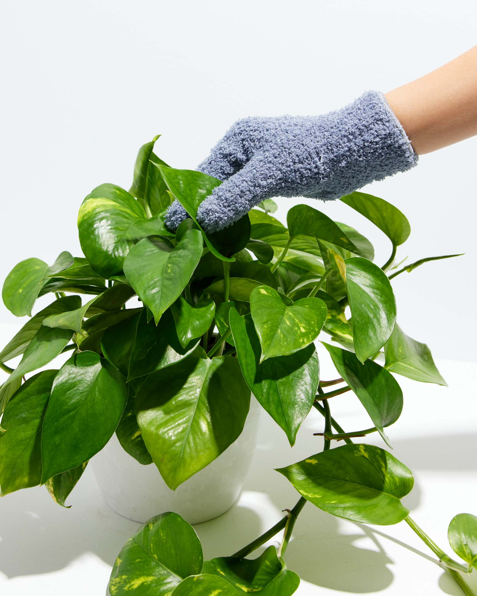 Say goodbye to dusty leaves with our microfiber dusting gloves 🧤 Our gloves  are essential for your plants health. They help remove dirt, dust,  allergens, and pet hair to allow better absorption