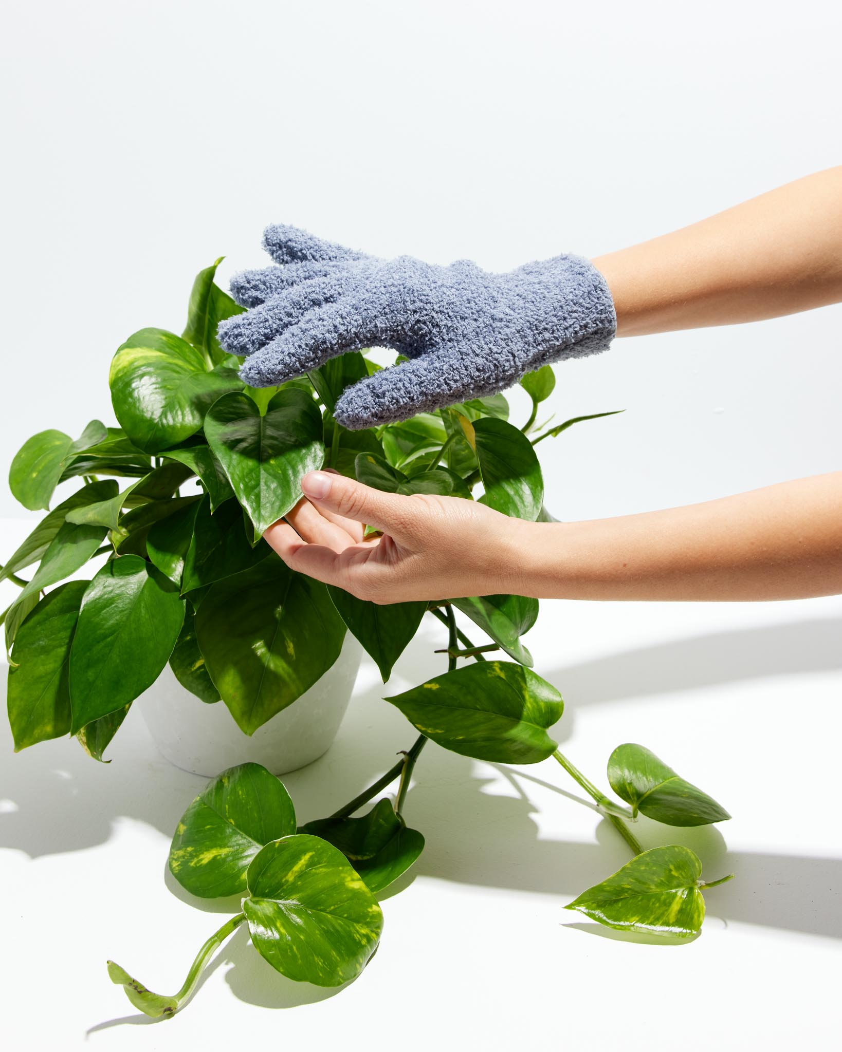 Say goodbye to dusty leaves with our microfiber dusting gloves 🧤 Our gloves  are essential for your plants health. They help remove dirt, dust,  allergens, and pet hair to allow better absorption