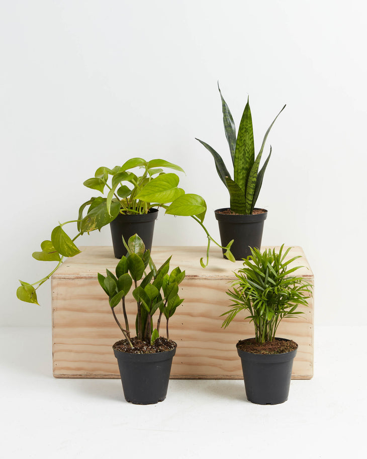 Easy Peasy Plant Collection, Lively Root, Plant, Size, Small, , 