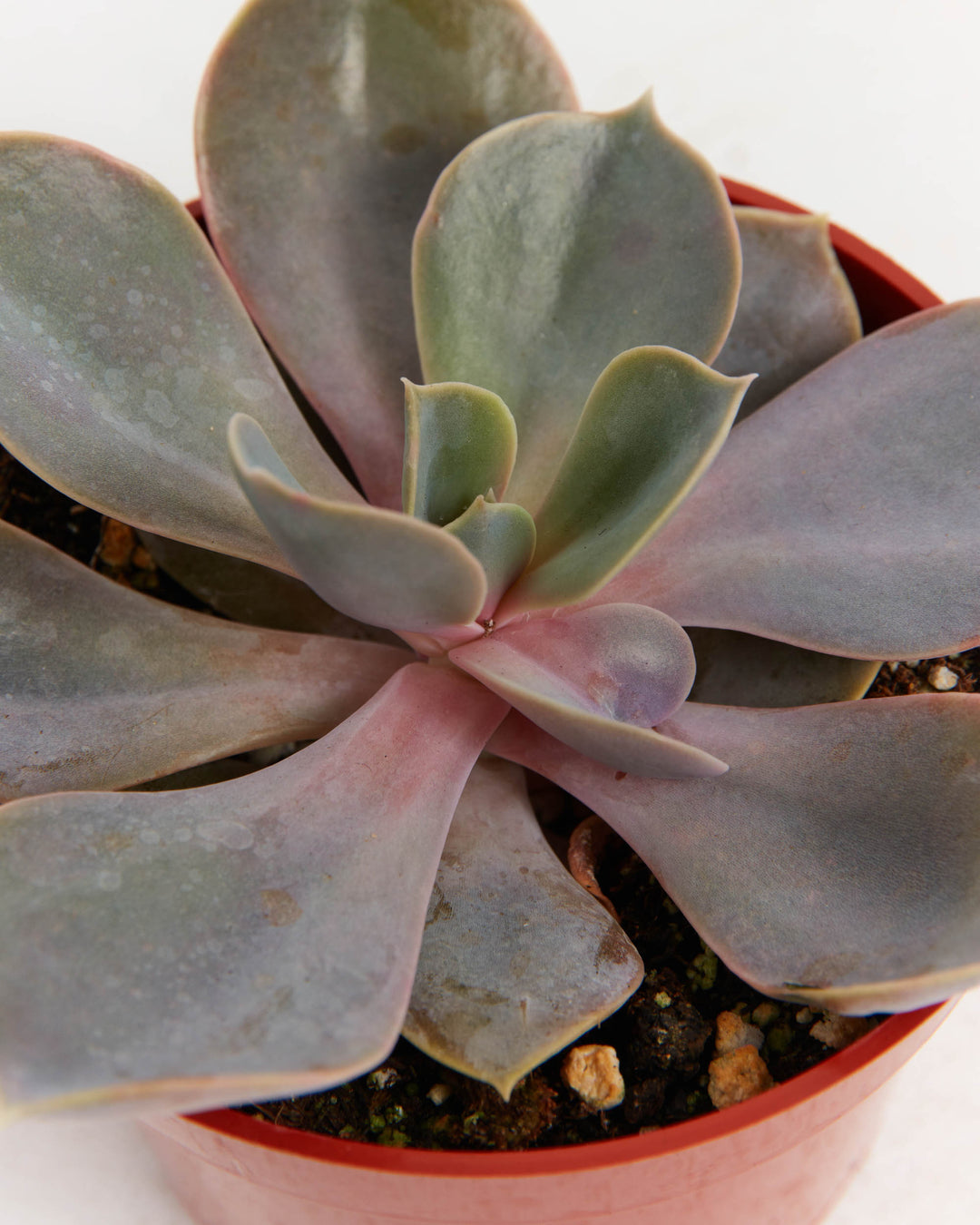 Echeveria Rose Succulent, Lively Root, Plant, , , , 