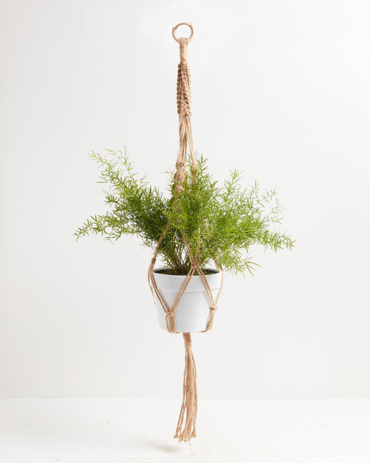 fern plant hanger Macrame Plant Hanger | Hanging Planters