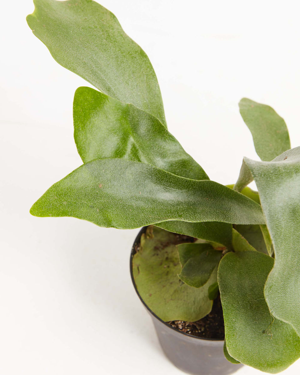 Staghorn Fern Featured Image