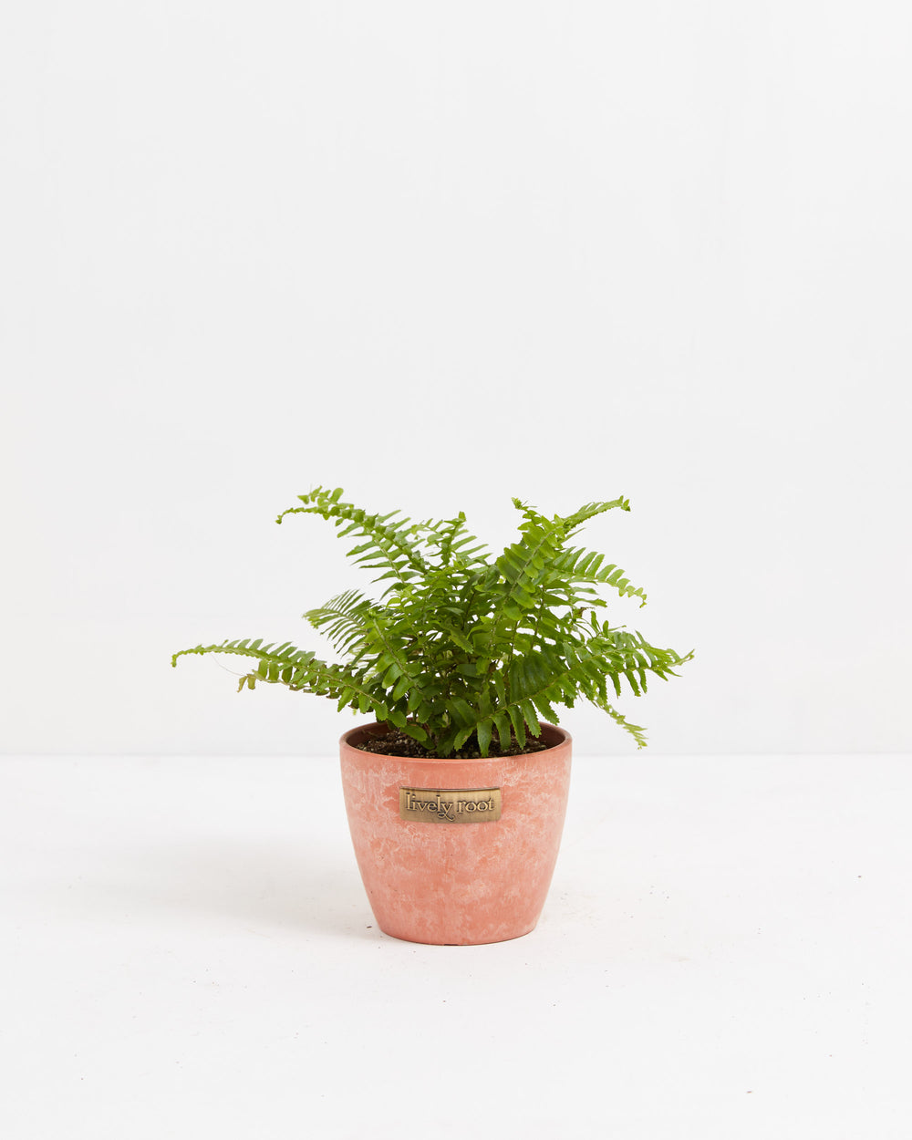 Fern Chester, Lively Root, Plant, , , , 