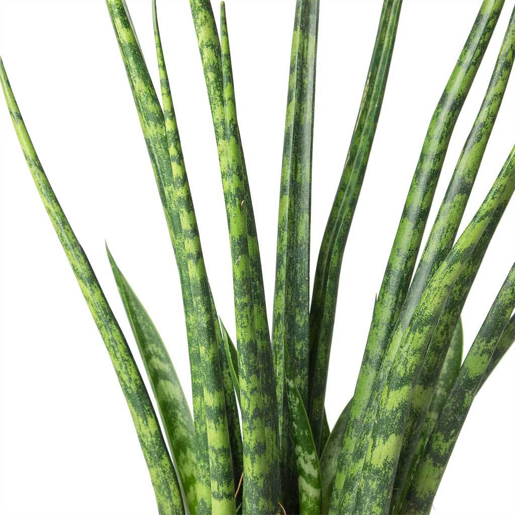 large sansevieria fernwood Sansevieria Fernwood For Sale Including Care Guide