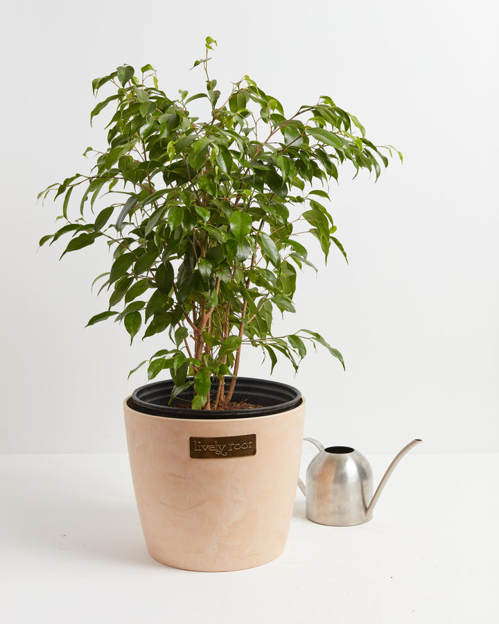 Eco Pot, Lively Root, Planter, , , , 