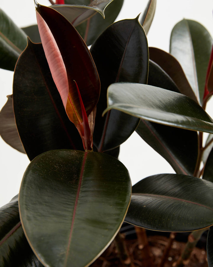 Burgundy Rubber Tree, Lively Root, Plant, Detail, , , 
