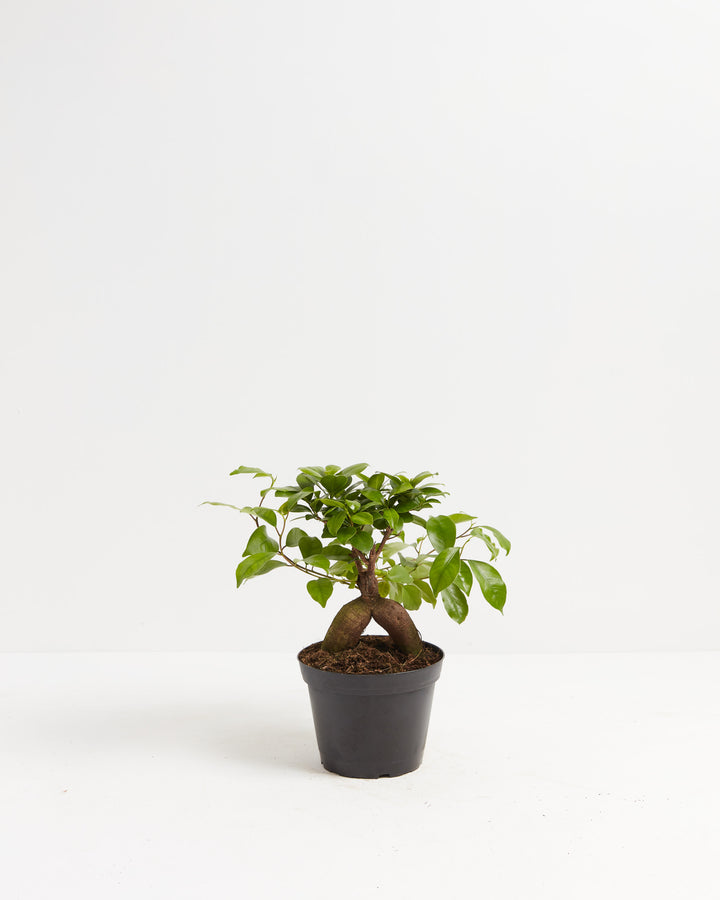 snow rose ginseng ficus money tree Ficus Ginseng: Add Zen to Your Home or Office Medium / Eco Pot / Chai