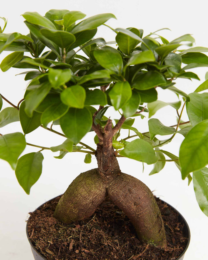 Ficus Ginseng, Lively Root, Plant,Detail , , , 