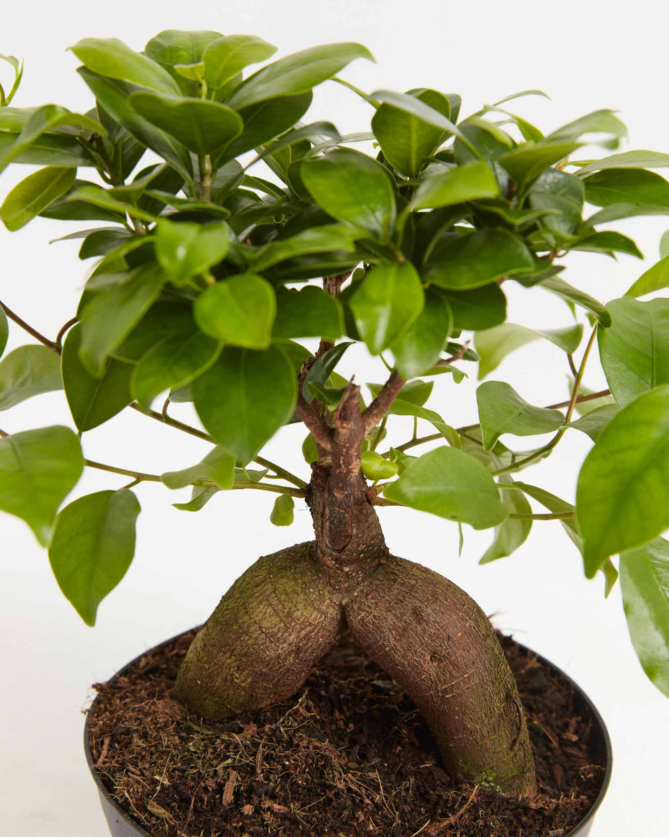 Ficus Ginseng Bonsai Featured Image