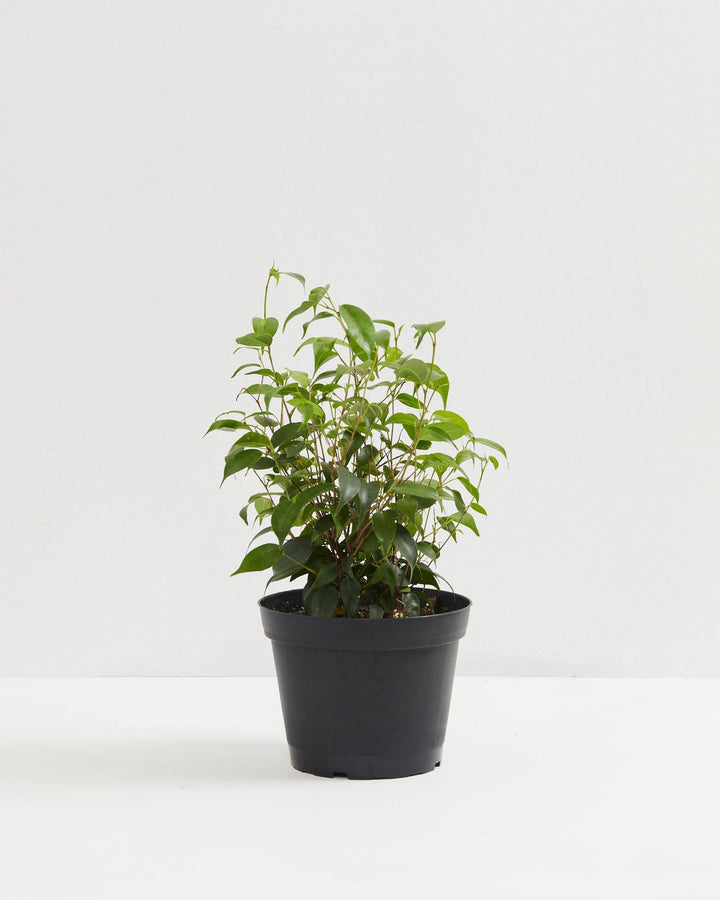 weeping fig indoor plant for sale Buy Ficus benjamina: Cultivate Serenity with the Weeping Fig