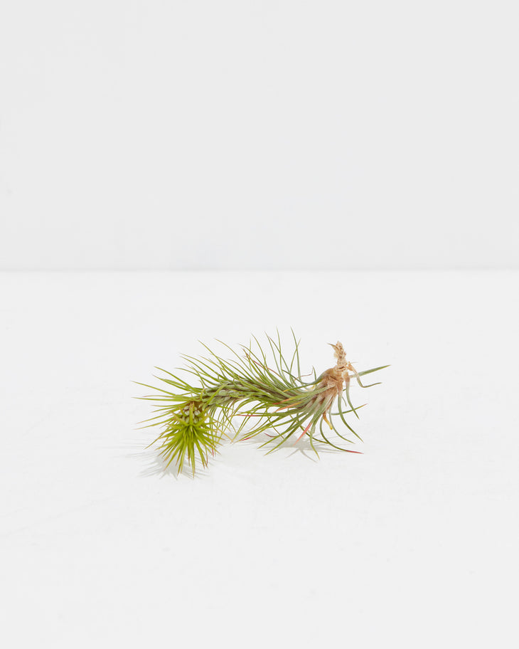 T. Funckiana Air Plant, Lively Root, Plant, , , , 