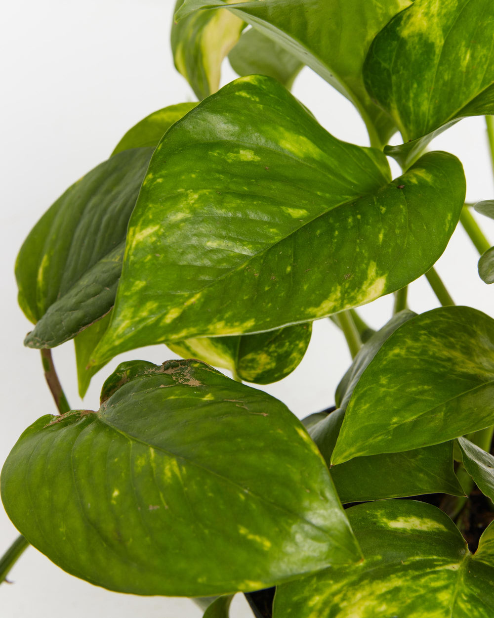 Close-up of Golden Pothos (Epipremnum aureum) leaves showing glossy heart-shaped foliage with bright green and golden-yellow variegation against a white studio background