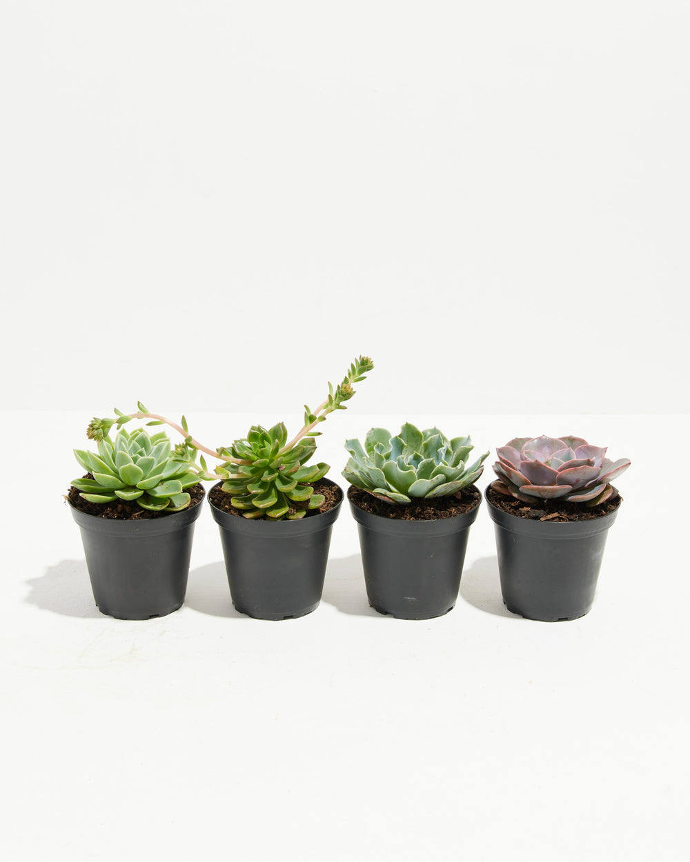 hy vee succulents Echeveria Succulents 4 Pack For Sale, Care & Growing Tips
