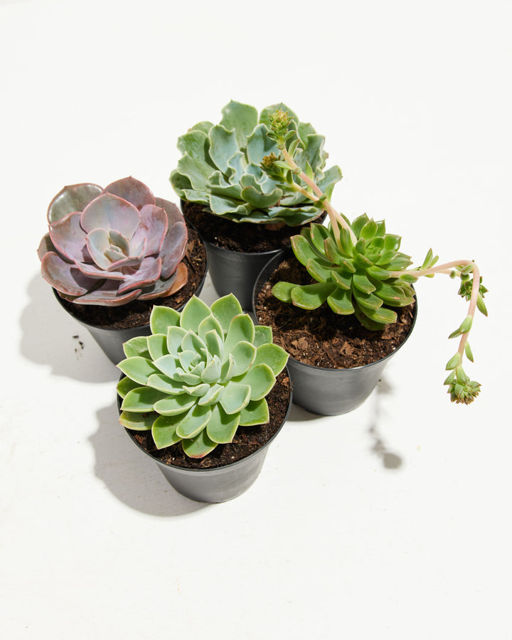 4mula succulents Echeveria Succulents 4 Pack For Sale, Care & Growing Tips