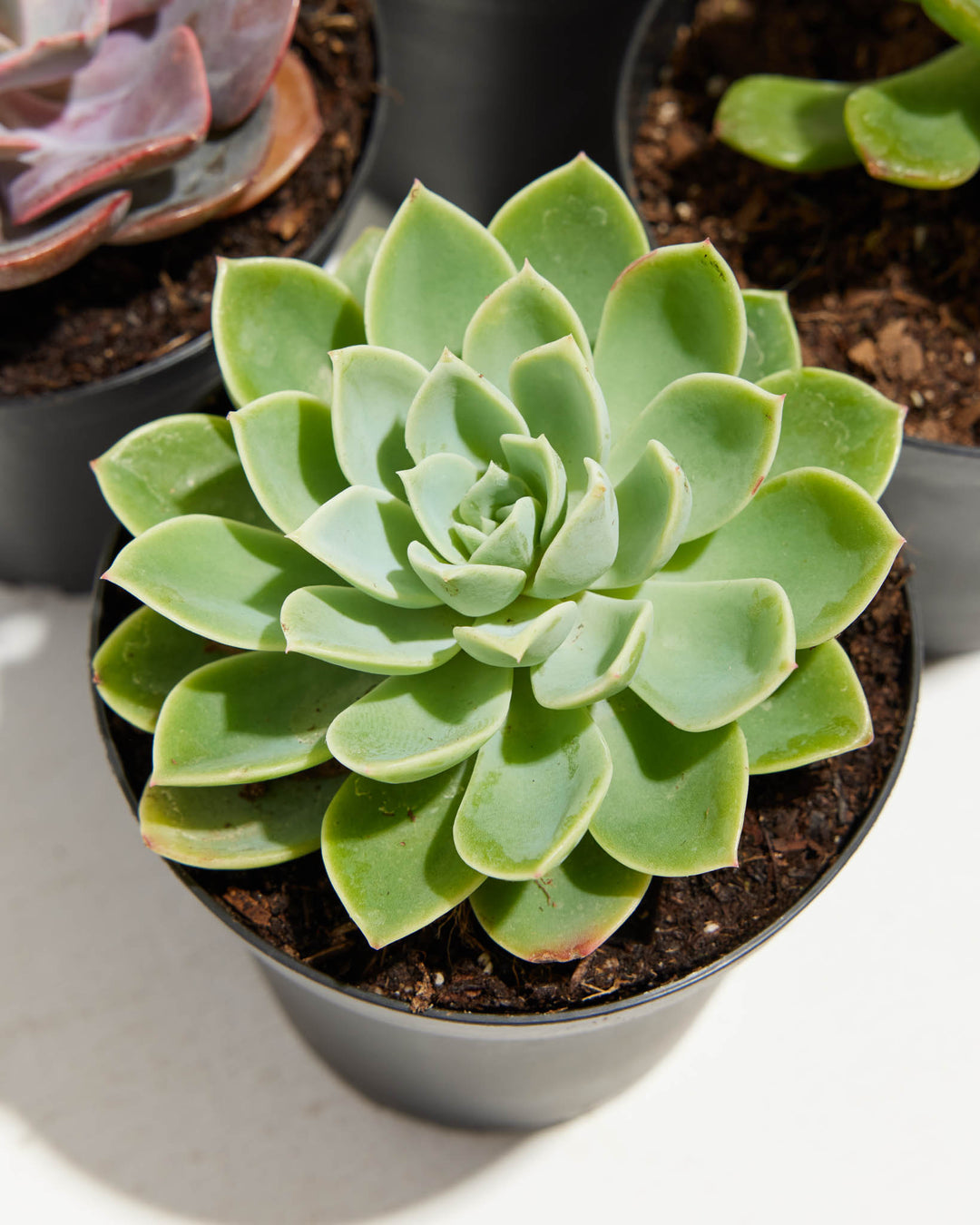 four leaf succulent Echeveria Succulents 4 Pack For Sale, Care & Growing Tips