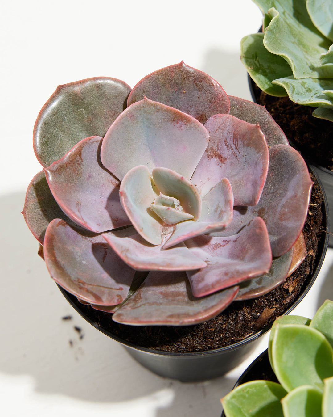 living echeveria succulents for sale online free shipping Echeveria Succulents 4 Pack For Sale, Care & Growing Tips