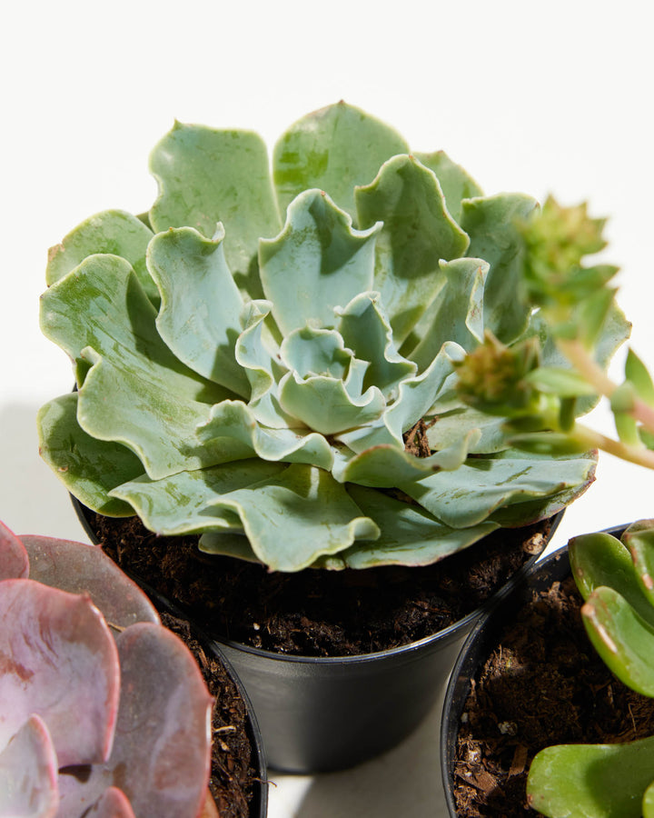 echeveria succulent symbolism Echeveria Succulents 4 Pack For Sale, Care & Growing Tips