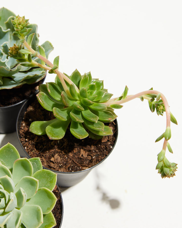 echevaria succulents Echeveria Succulents 4 Pack For Sale, Care & Growing Tips