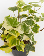 English Ivy Gold Child Featured Image