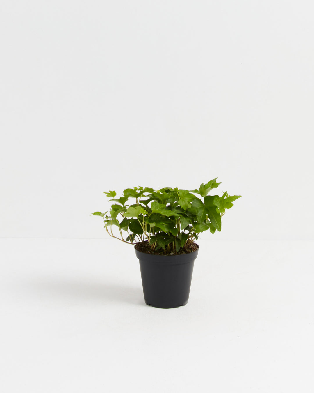 ivy plant pot size California Ivy | Hanging Plants | Vines