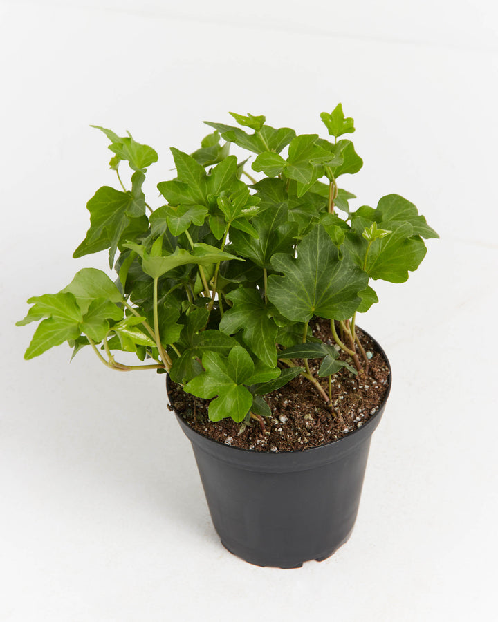 clover like house plant Clover Leaf Ivy | Hanging Plants | Vines