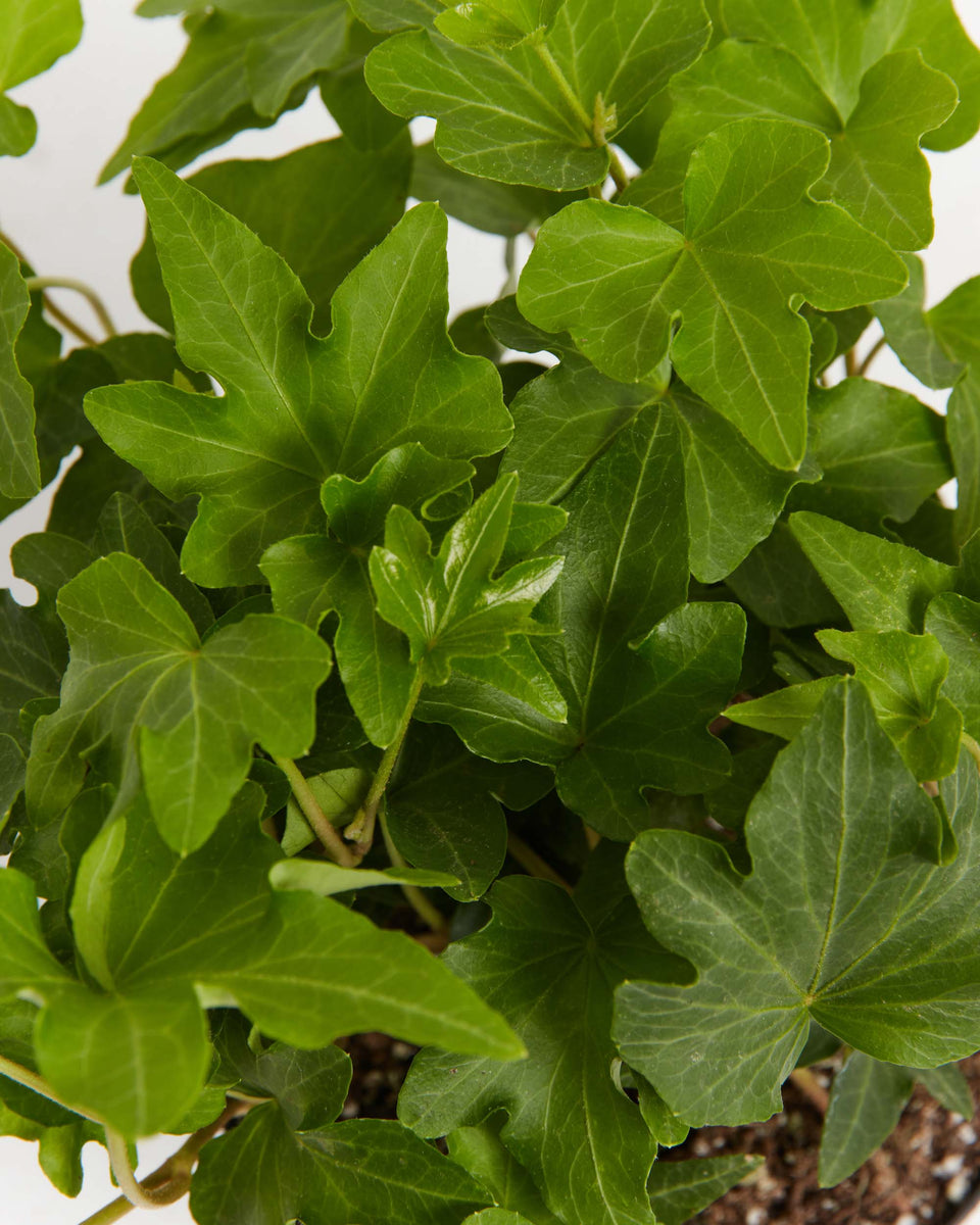 Clover Leaf Ivy Featured Image