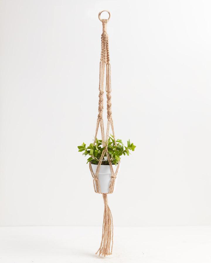 hanging clover plant Clover Leaf Ivy | Hanging Plants | Vines