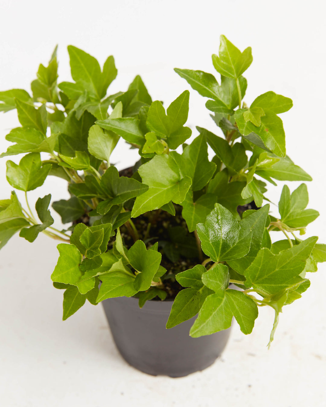 ivy tree house plant Clover Leaf Ivy | Hanging Plants | Vines