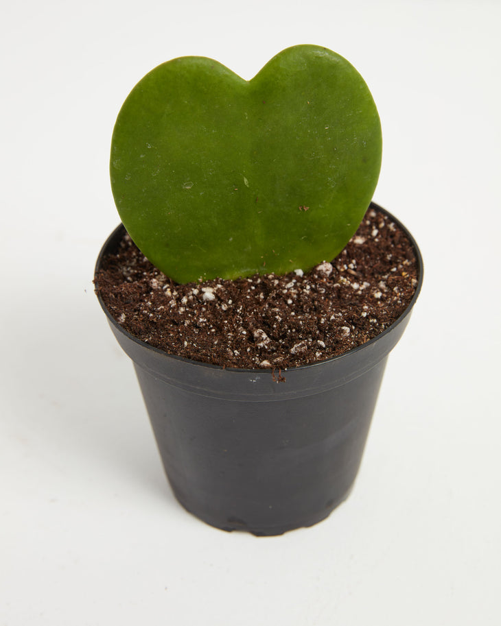 Hoya Heart, Lively Root, Plant, , , , 