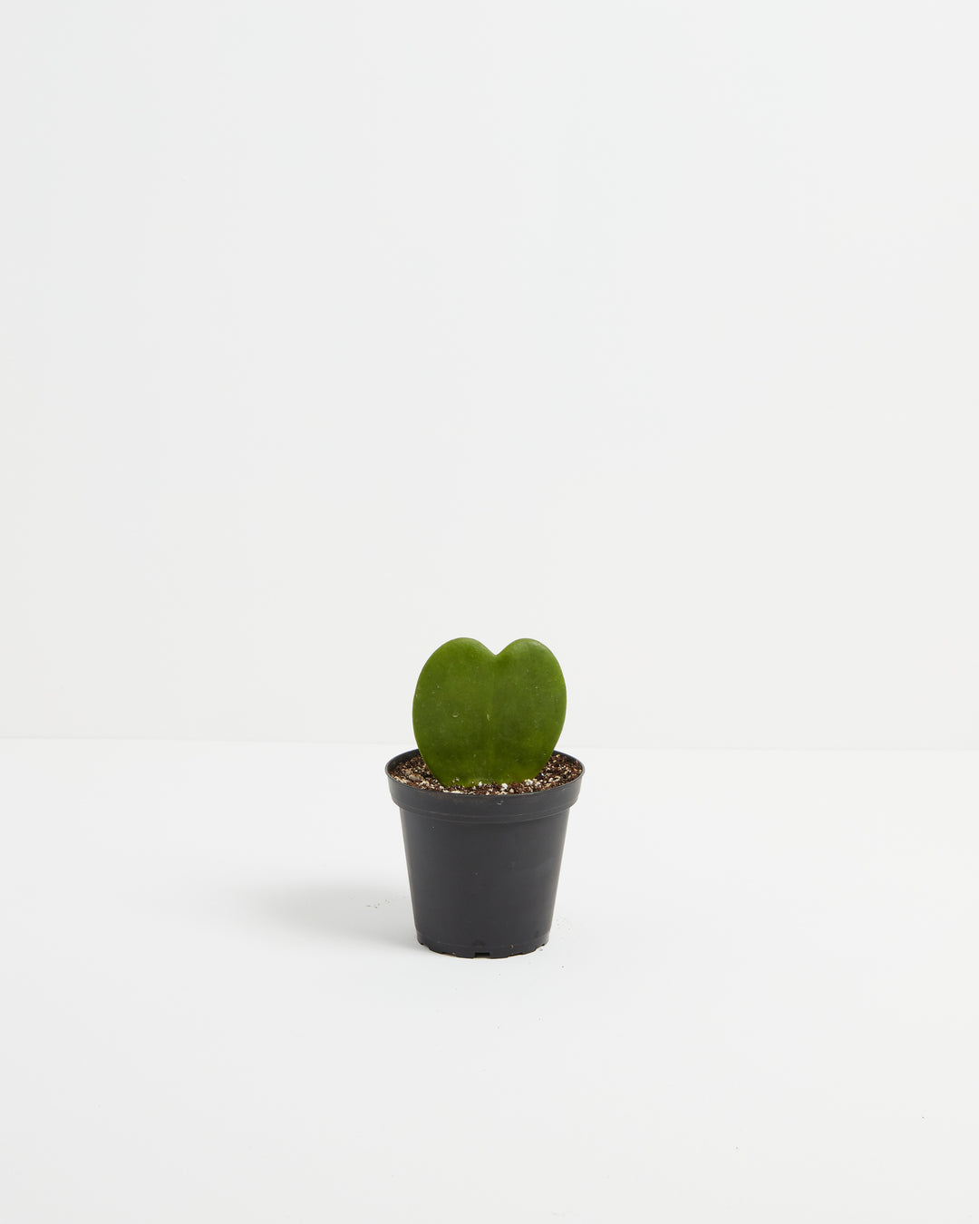 heart shaped succulent plant Hoya Heart For Sale For Sale, Care Guide & Growing Tips Small / Grower / Varies