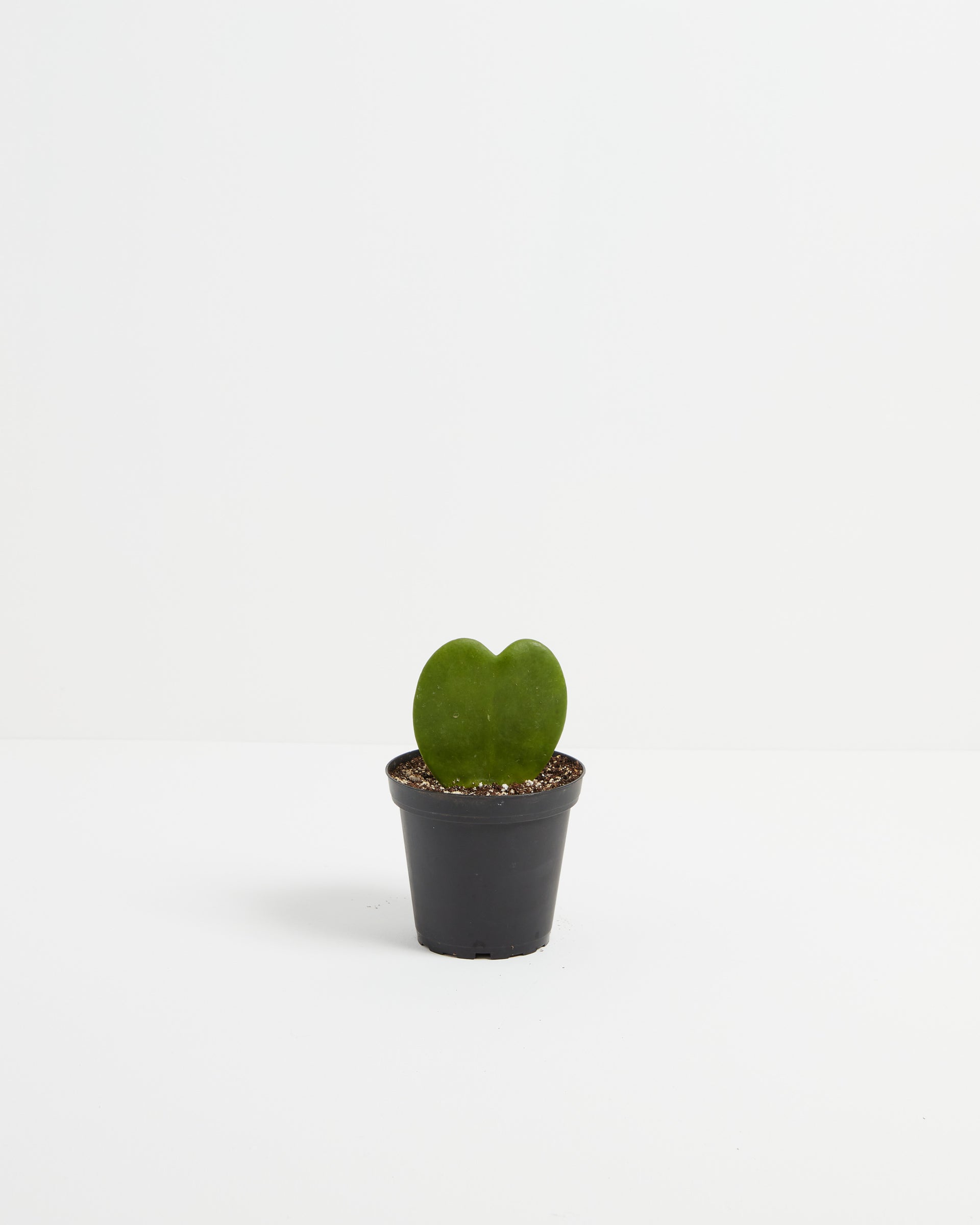 heart shaped succulent near me Hoya Heart For Sale For Sale, Care Guide & Growing Tips
