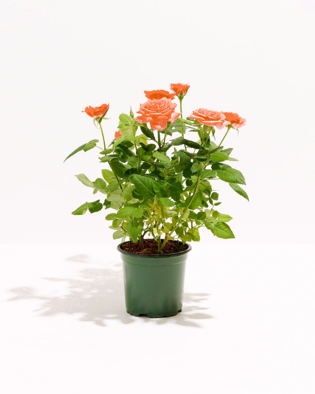 Tangerine Orange Miniature Roses | Delicate Fragrance Flowers Plant Tangerine Orange Miniature Roses | Delicate Fragrance Flowers Plant
