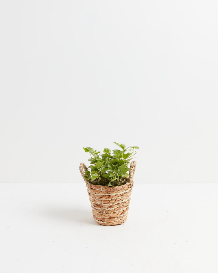 California Ivy, Lively Root, Plant, , , , 