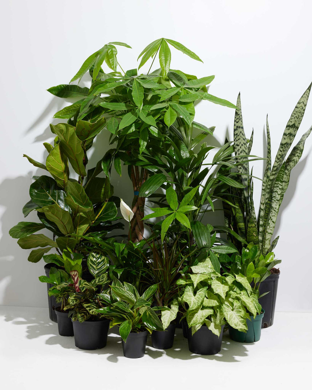 house plants to be delivered Your Indoor Jungle Delivered 10 The Amazon / Grower / Varies