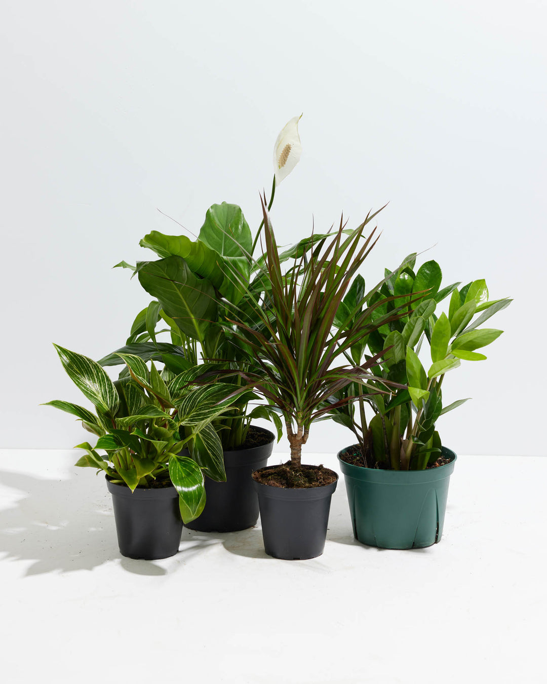 indoor plants in pots delivered Your Indoor Jungle Delivered 10 The Amazon / Grower / Varies