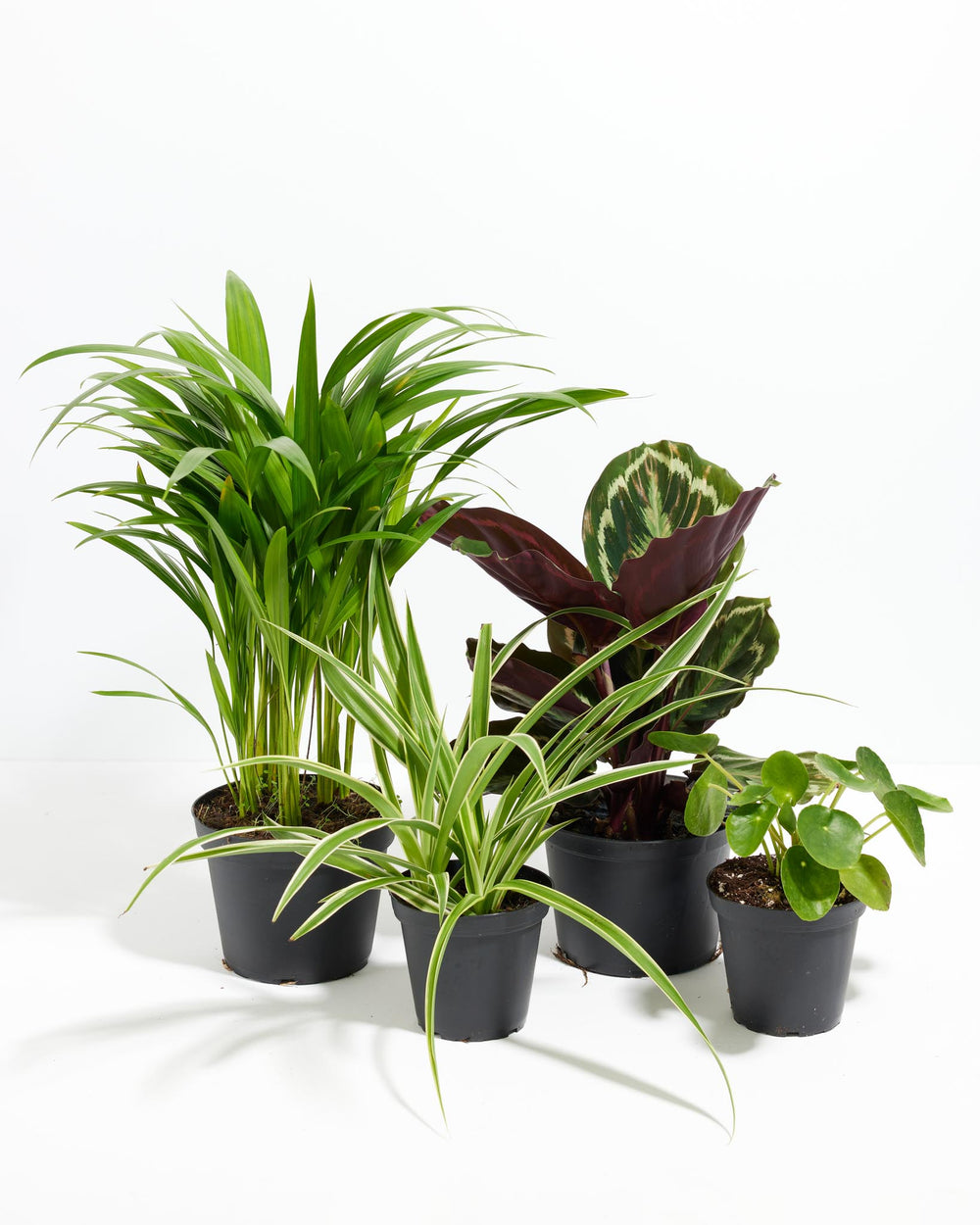 Your Pet-Friendly Jungle Delivered