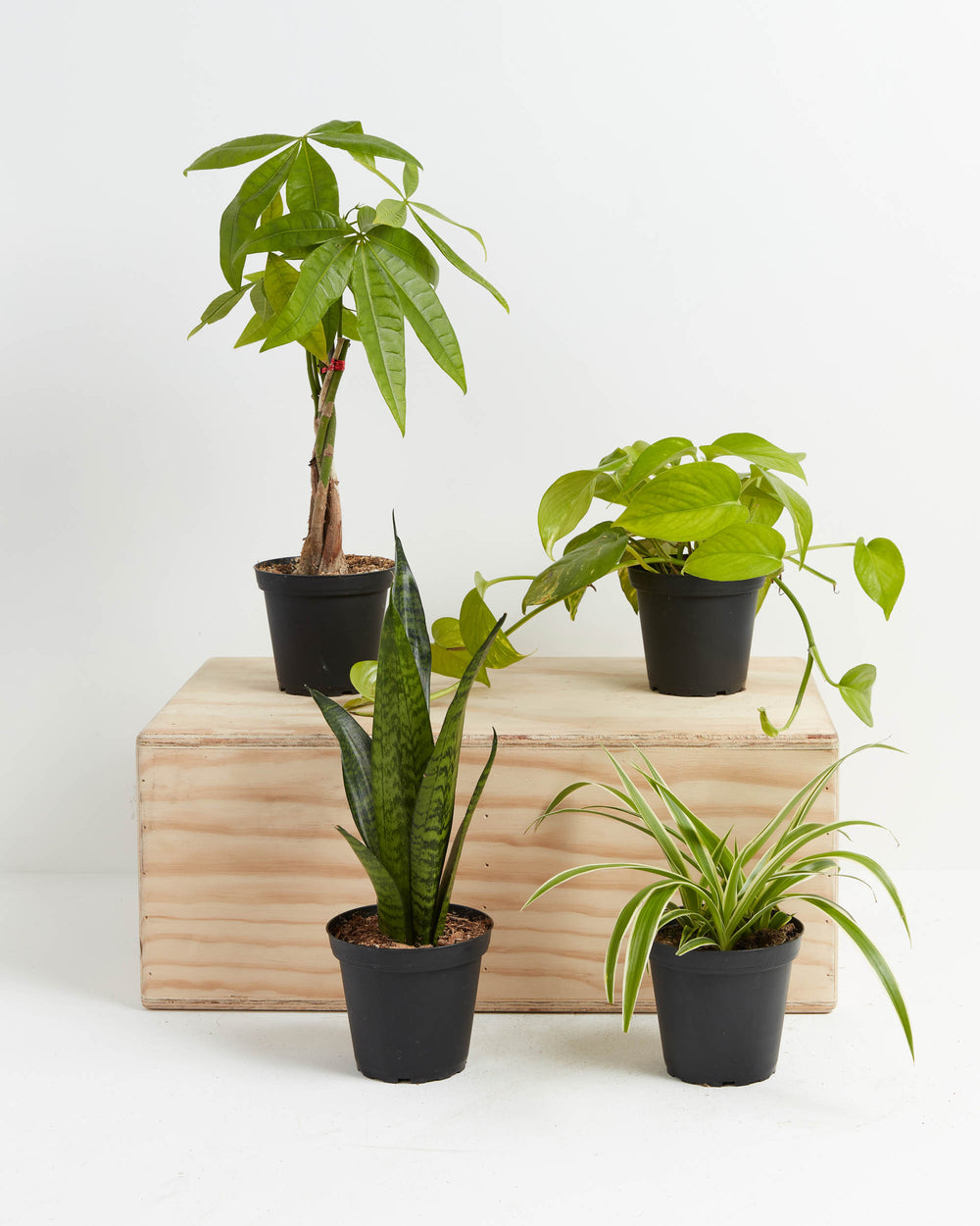 pothos sp urban jungle Jungle Starter Plant Collection | Pothos | Money Tree | Spider Plant