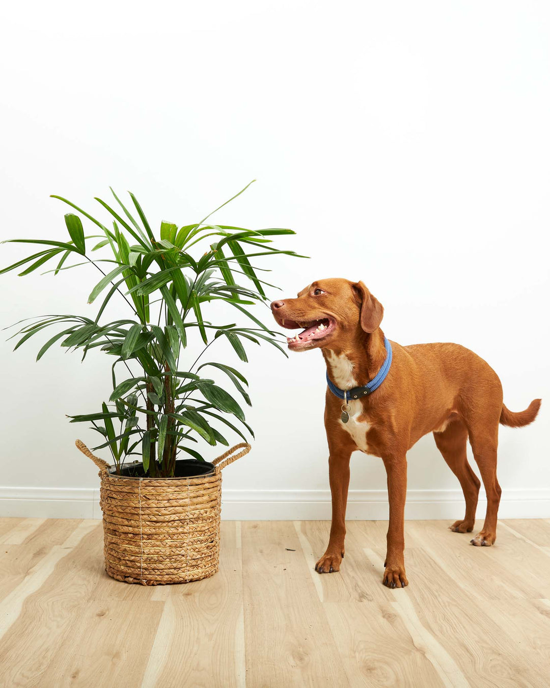 lady palm plant benefits Lady Palm Tree Plant For Sale Including Care Guide