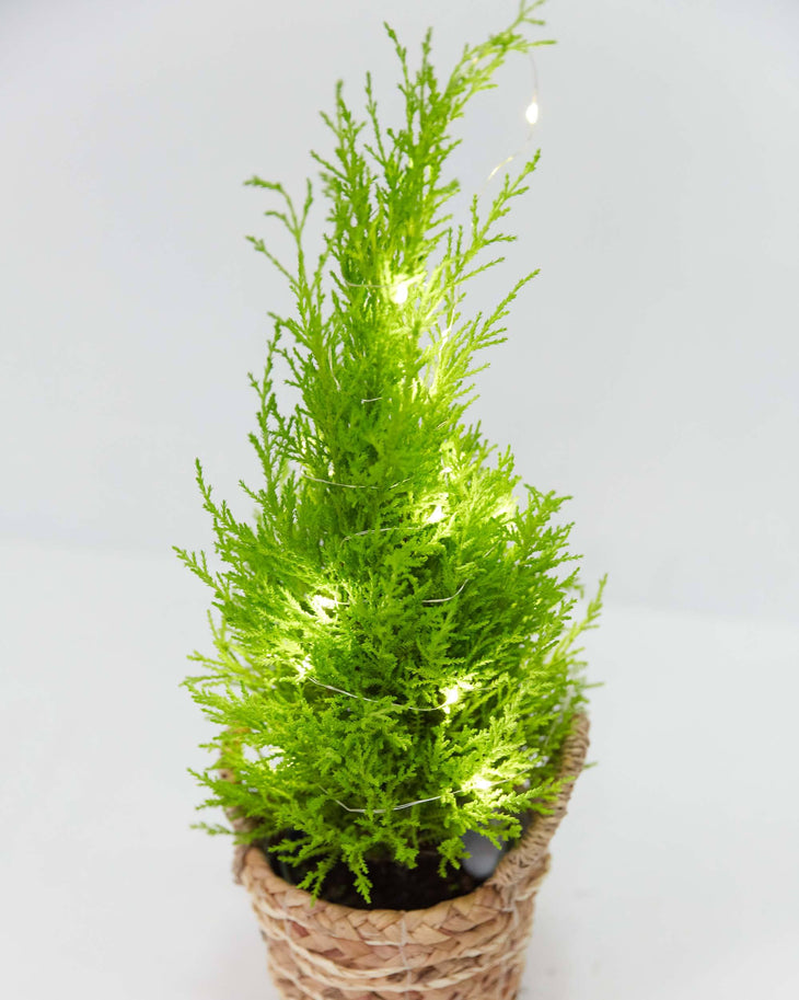 White Holiday Lights For Plants (Battery Included), Lively Root, Accessory, , , , 