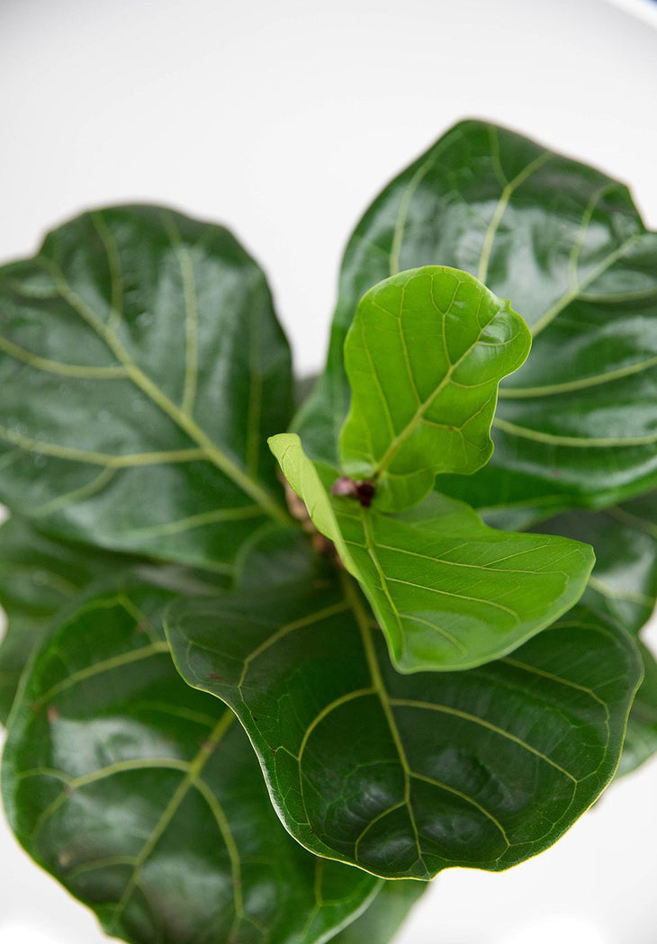 Popular Kids Bundle: Split Leaf Philodendron & Fiddle Leaf Fig, Lively Root, Plant, , , , 