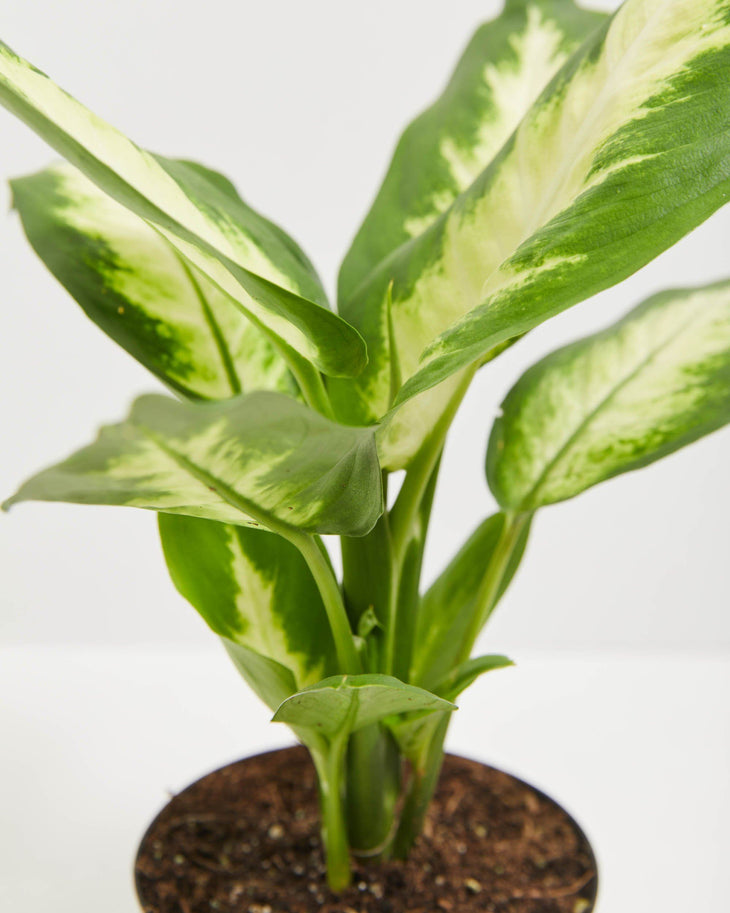 Dieffenbachia Camille, Lively Root, Plant, , , , 