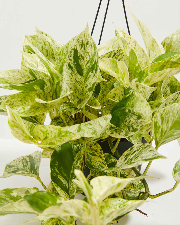 Marble Queen Pothos, Lively Root, Plant, , , , 