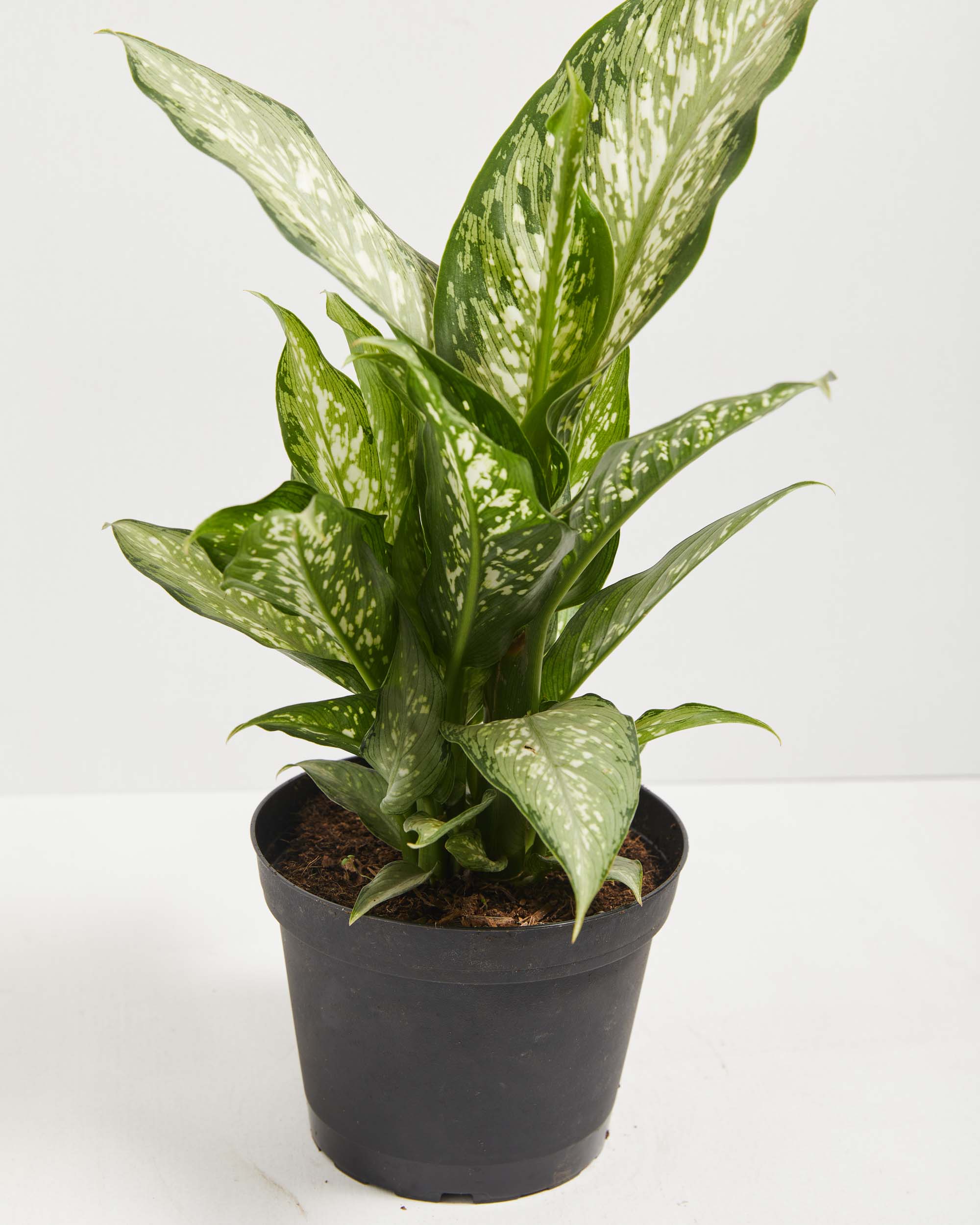 dieffenbachia maculata 'exotica' Dieffenbachia Maculata Tiki | Dumb Cane Plants