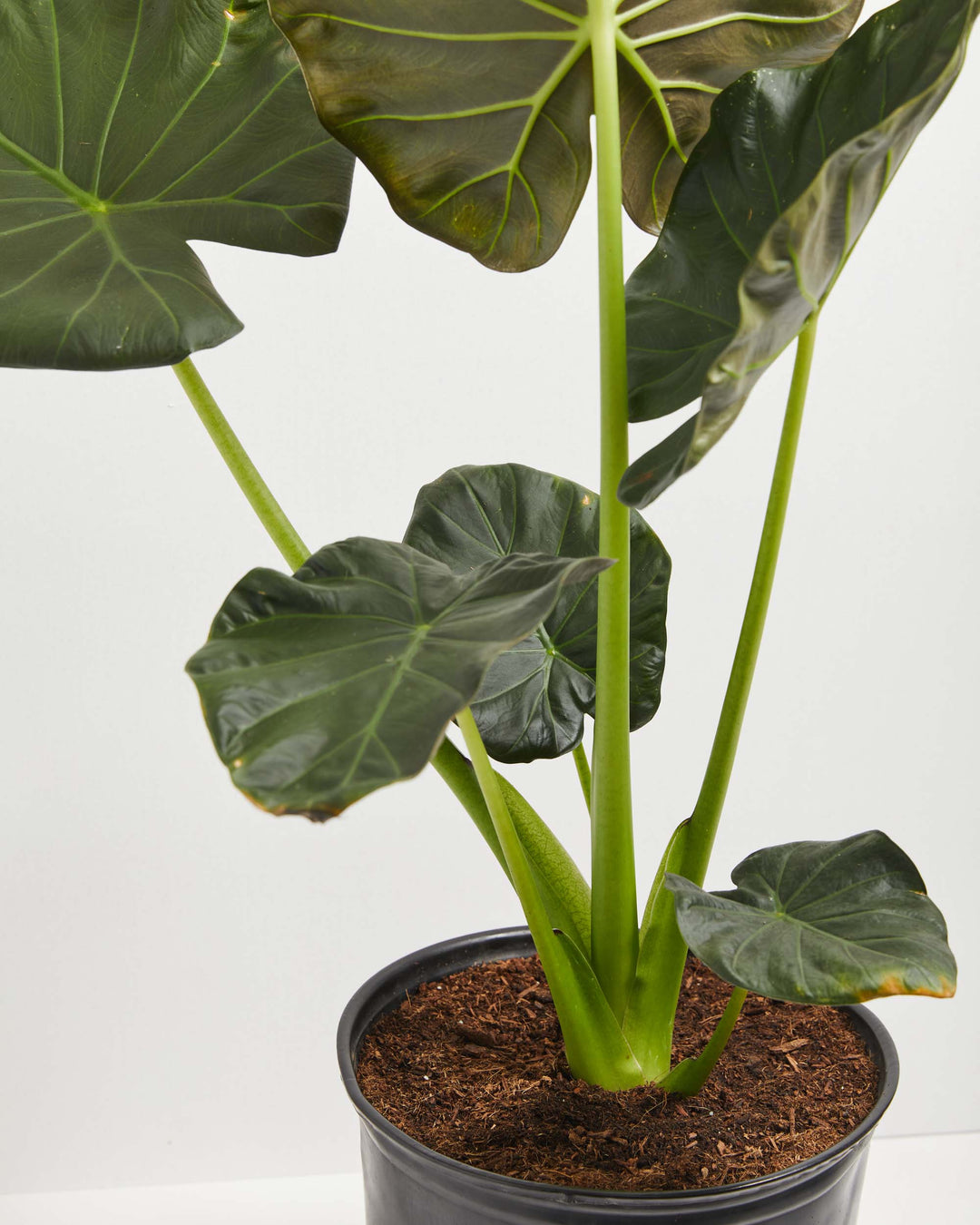 rooting elephant ear plant Alocasia Regal Shield | Elephant Ear Plant
