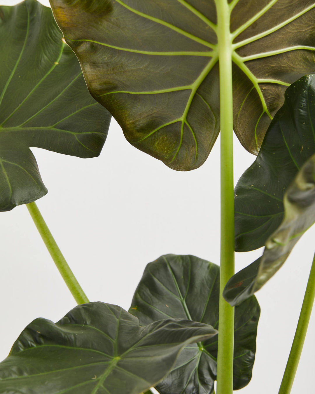 gold regale elephant ear plant Alocasia Regal Shield | Elephant Ear Plant
