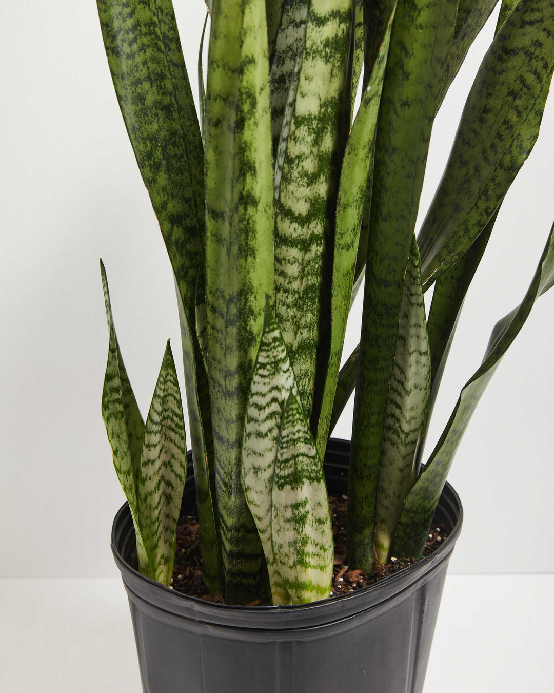 snake plant shoot Shop Sansevieria Zeylanica Snake Plant, Including Care Guide Small / Eco Pot / Earl Grey