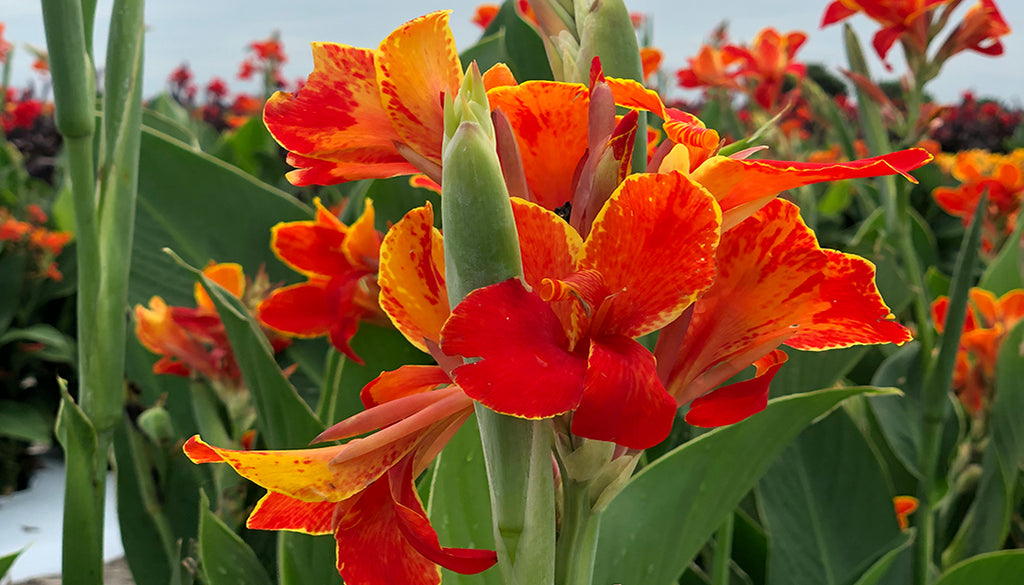 Tropical Madeira, Premium Canna Lily Bulbs