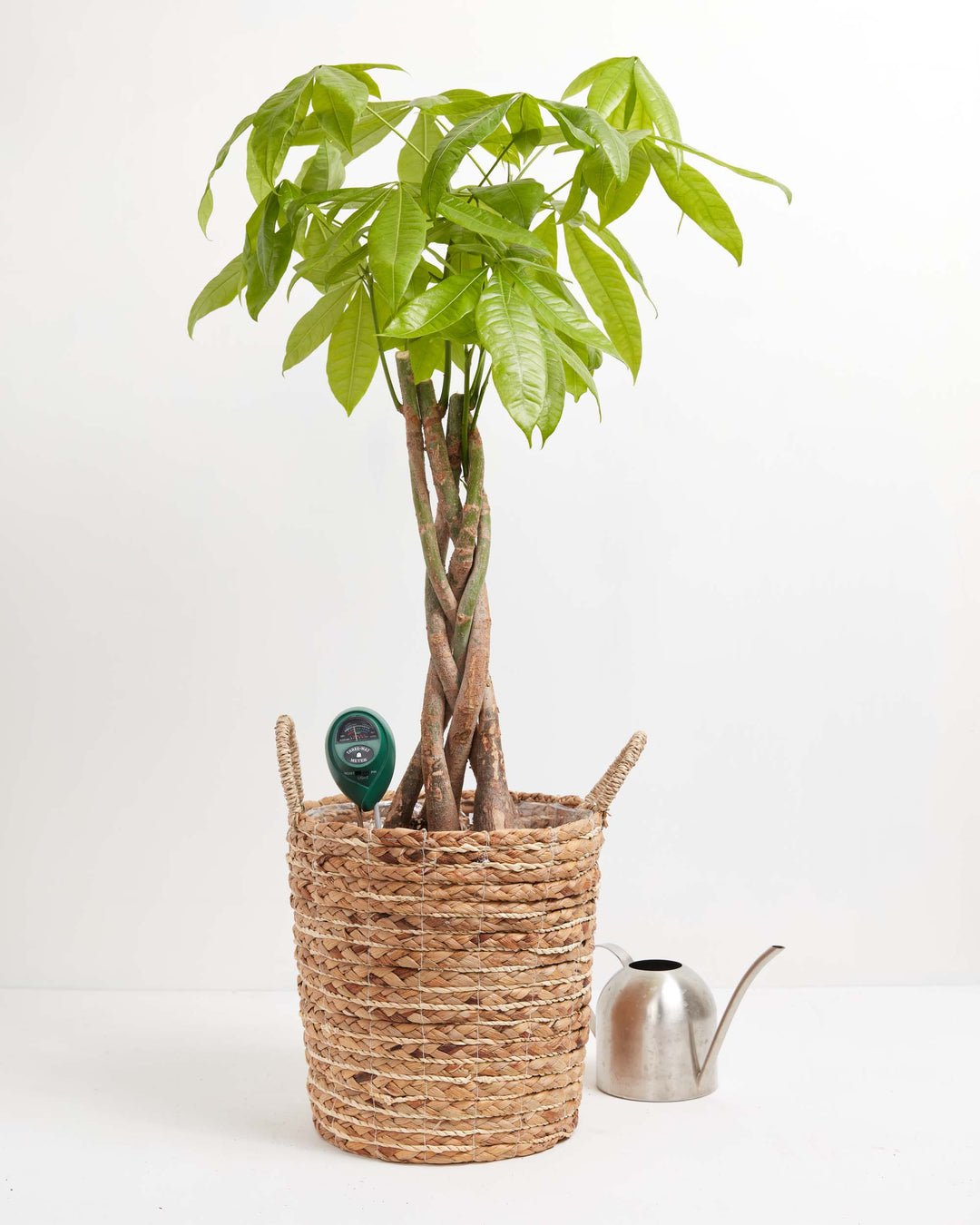 indoor plant thermometer Plant Thermometer <3