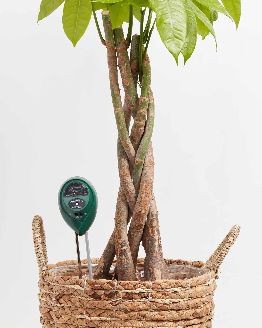 indoor plant thermometer Plant Thermometer <3