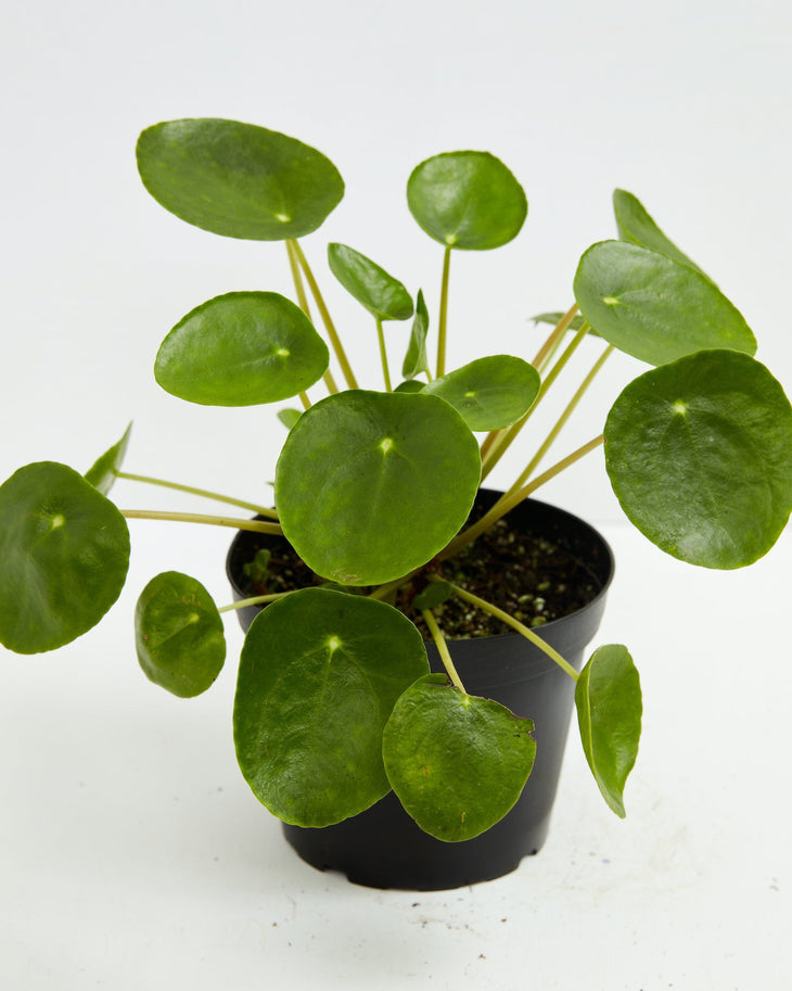 Chinese Money Plant (Pilea Peperomioides), Lively Root, Plant, , , , 